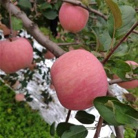 陕西洛川红富士苹果5斤10斤装脆甜多汁产地直发