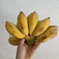 福建漳州土楼苹果蕉新鲜现摘3斤5斤一件代发批发非小米蕉芭蕉