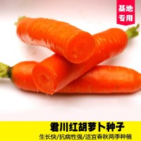 君川红胡萝卜种籽四季秋季蔬菜子大田高产蔬菜红萝卜种孑
