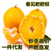 现货 四川春见耙耙柑新鲜水果10斤当季时令现摘柑橘子清甜多汁