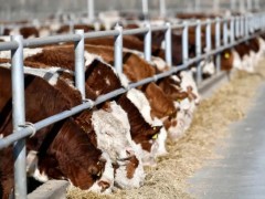 【政策速递】方案来了！农业农村部：未来五年肉牛肉羊生产这样干