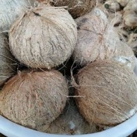 海南海南牛奶老椰子新鲜当季水果椰青热带椰皇耶青应季