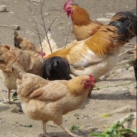 众鑫 专业家禽育种公司供应生态放养优质鸡苗|高产蛋鸡苗批发包活