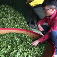 乌龙茶 福建特产 武夷山大红袍 厂家批发 散装茶叶 2021年春茶
