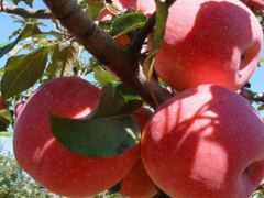 优质红苹果品种有哪些？
