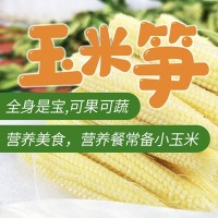 广西横县新鲜产地现摘玉米笋水果玉米迷你小玉米带皮去皮包邮代发