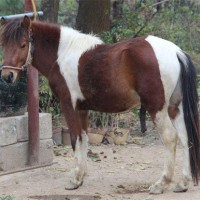 哪里有卖矮马的 国内正规矮马养殖基地 常年出售矮马 品种齐全