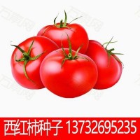 蔬菜种子农家番茄盆栽西红柿四季菜种籽孑西红柿种子