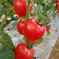 批发 采摘 种植生态小西红柿