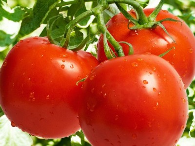厂家供应 种植 西红柿价格面议图1