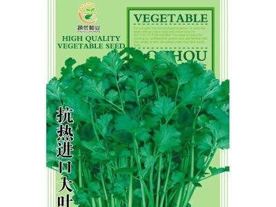 菜园蔬菜种子抗热进口大叶芫茜香菜30克阳台院子菜籽厂家批发图1