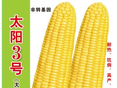 批发菜园蔬菜种子 泰系超甜玉米种子 太阳3号400克装蔬菜基地菜籽图1