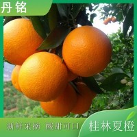 夏橙当季新鲜水果桂林夏橙广西水果香橙片原果现摘果酸甜可口