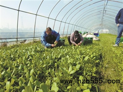 种植基地里，种植户忙着采收蔬菜。