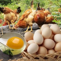 【50枚土鸡蛋】大别山散养粉壳蛋新鲜柴鸡蛋农家月子蛋产地直供