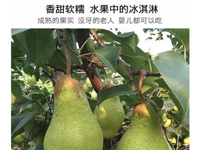 东北茄梨大头梨 新鲜水果梨当季梨软香现摘大果青梨子整箱梨子图3