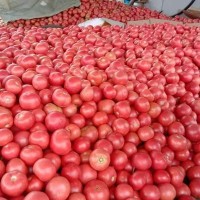 现货供应新鲜西红柿5斤装 番茄应季蔬菜现摘现发 欢迎咨询