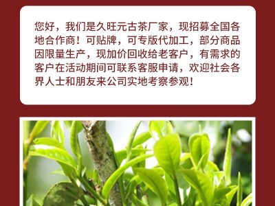 500g月光白普洱茶大树美人春茶普洱茶生茶白茶散装茶叶批发图3