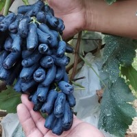 基地批发甜蜜蓝宝石葡萄种苗 新品种盆栽葡萄苗现挖现发