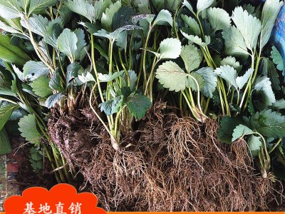 【草莓】草莓批发 甜宝草莓 章姬草莓 甜宝 奶油草莓 现挖现卖图4