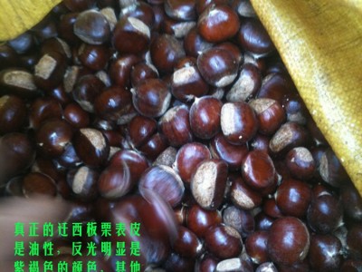 迁西栗子新鲜，生板栗新鲜，迁西板栗，小栗，中栗，标栗，油栗图4