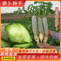 正宗潍县萝卜种子 农家水果萝卜种子 大青萝卜种籽口感脆味甜