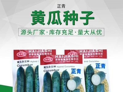 新品黄瓜杂交种 肉厚嫩脆黄瓜蔬菜籽 农田菜园基地高产黄瓜种子图2