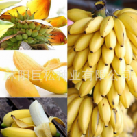 矮生香蕉树种子迷你香蕉种子100PCS稀有迷你水果异国家园花园植物