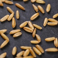 大量供应燕麦米 批发燕麦米 莜麦五谷杂粮生燕麦米袋装49斤