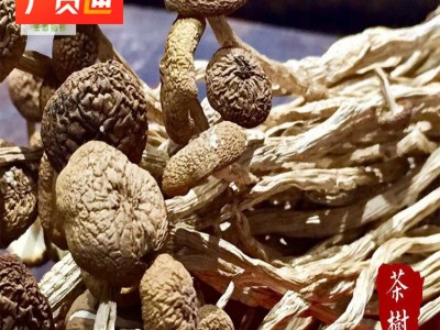 菌种基地直销大量批发高山种不开伞茶树菇 5号3号干茶树菇图3