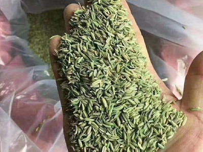 小茴香籽香料茴料零售 烧菜炒菜调料小茴香茴香籽散装批发图5