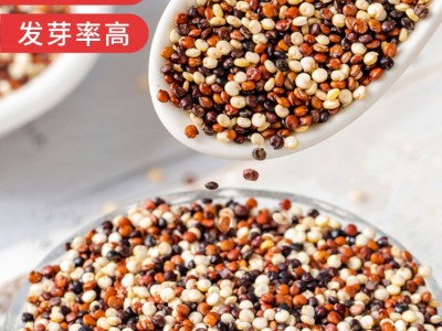 厂家批发 三色藜麦500g/袋张家口坝上黑白红藜麦混合装JP图3