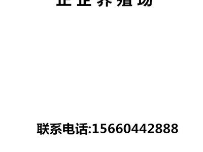 矮马哪里有 我想买设特兰矮马 在江苏哪能买到纯种矮马图4