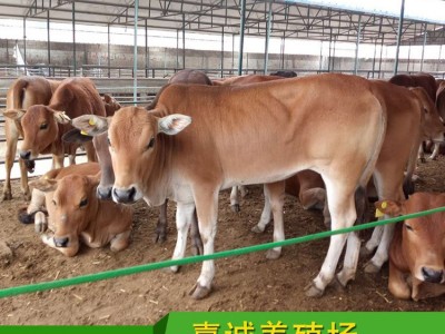 嘉诚大型养殖场鲁西黄牛肉牛犊 西门塔小牛犊教技术价议价图2