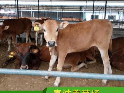 嘉诚大型养殖场鲁西黄牛肉牛犊 西门塔小牛犊教技术价议价图3