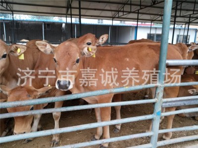 一岁左右的小牛犊现在价出售 新鲜牛肉 无瘦肉精 牛犊图3