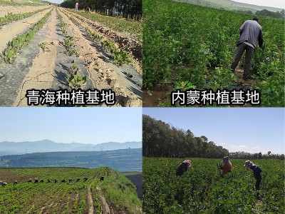 黑藜麦500g真空装 三色藜麦白藜麦 五谷杂粮 粗粮 藜麦米图2