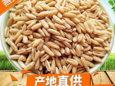 燕麦米 批发燕麦仁粒裸燕麦新产莜麦雀麦八宝粥米原料杂粮24.5kg图1