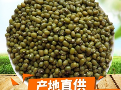 明绿豆批发笨绿豆绿豆粥汤原料散装25kg五谷杂粮新绿豆图2