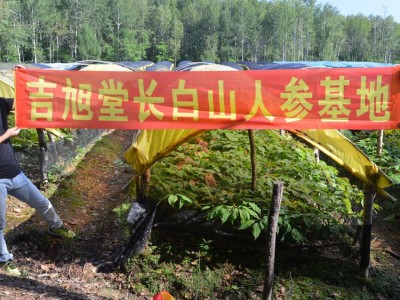 长白山山参礼盒装 高年头林下参移山参 东北人参产地批发图4