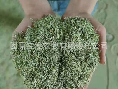 厂家种植新草豚鼠龙猫仓鼠紫花苜蓿草粉 刺猬牧草饲草30公斤袋装图4