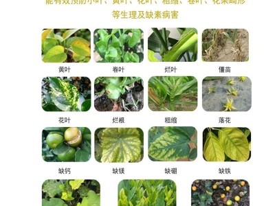 黄叶死苗一喷绿叶面肥料氨基酸水溶肥植物花卉微量元素通用营养液图4