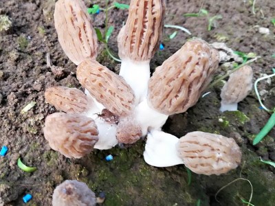 自家种植基地低价供应 新鲜羊肚菌 食用菌餐饮生鲜羊肚菌图2