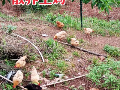 农家柴鸡蛋散养土鸡蛋批发纯土鸡蛋笨鸡虫草土鸡蛋30枚图5