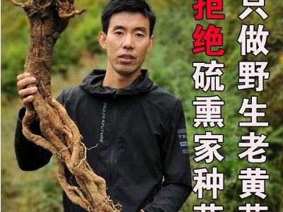 甘肃特产野生黄芪大片岷县无硫野生老黄芪整支条批发供应一件代发图1