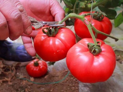 海阳普罗旺斯西红柿现摘现发沙瓤水果番茄新鲜蔬菜生吃西红柿批发图4