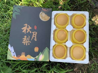 自家果园现摘现发山东烟台秋月梨丰水梨圆黄梨应季新鲜水果代批发图5