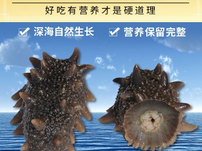 顺丰烟台冷压即食海参鲜活海参开袋即食厂家现货批发代发家庭用图1