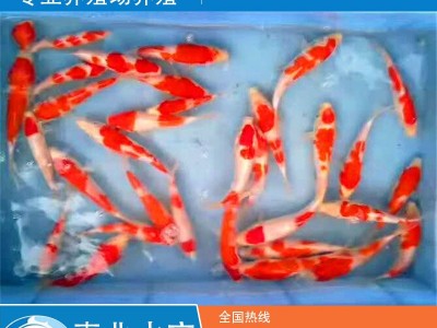 厂家批发锦鲤鱼苗 淡水鱼苗图3