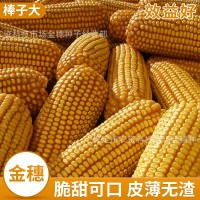 鑫希望1号玉米种子 粮食作物玉米种子批发 量大优惠